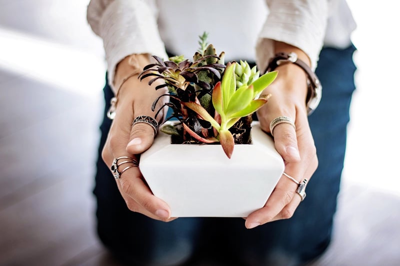 Seed Packets